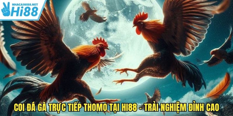 coi-da-ga-truc-tiep-thomo
