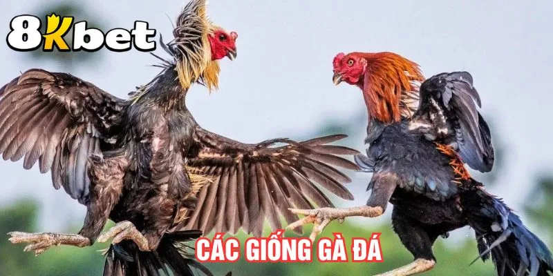 cac-giong-ga-da
